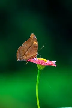 Butterfly Stock Photos