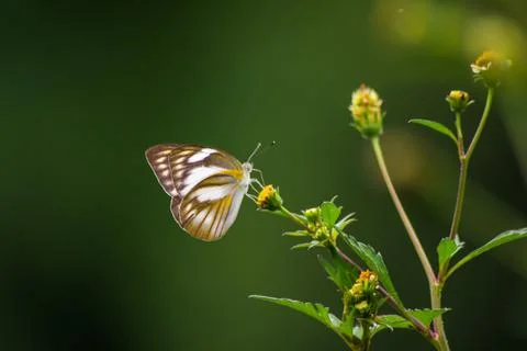 Butterfly Foto stock