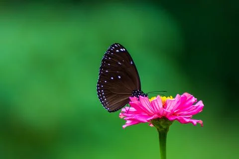 Butterfly Stock Photos