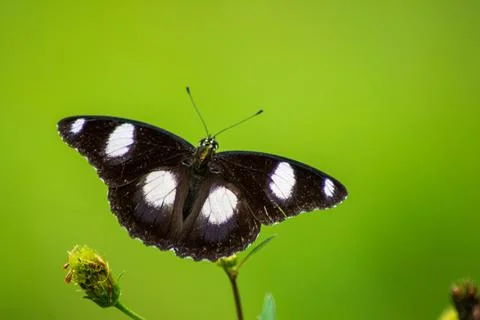 Butterfly Stock Photos