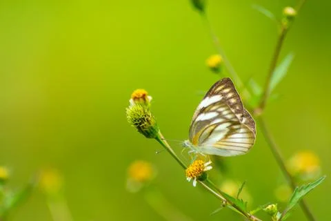 Butterfly Stock Photos