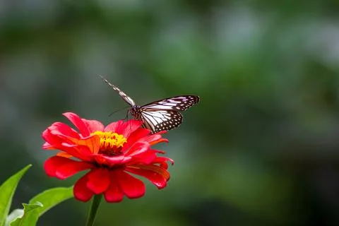 Butterfly Stock Photos