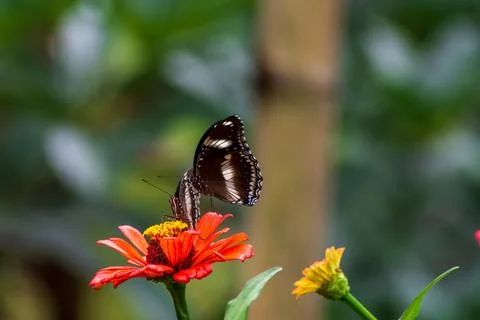 Butterfly Stock-Fotos
