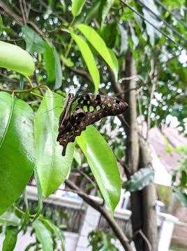 A butterfly Stock Photos