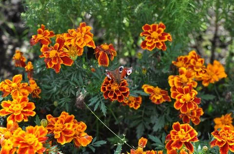 Butterfly Stock Photos