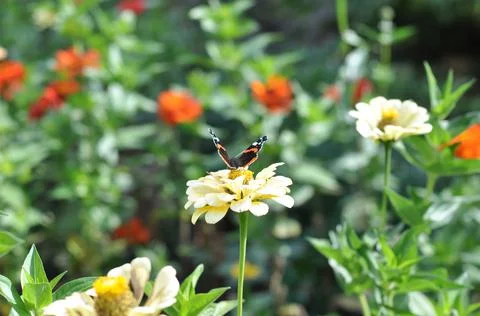 Butterfly Stock Photos