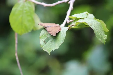 Butterfly Stock Photos