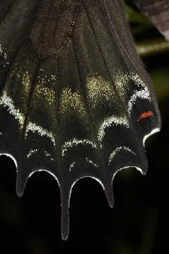 Butterfly Stock Photos