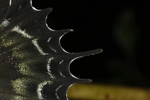 Butterfly Foto stock