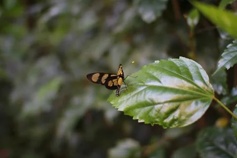 Butterfly Stock Photos