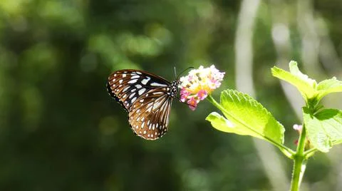 Butterfly Stock-Fotos