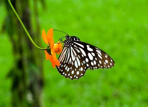Butterfly Stock Photos