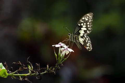 Butterfly Stock Photos