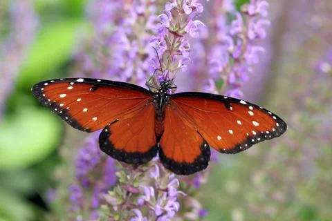 Butterfly Stock Photos