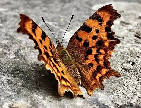 Butterfly  Stock Photos