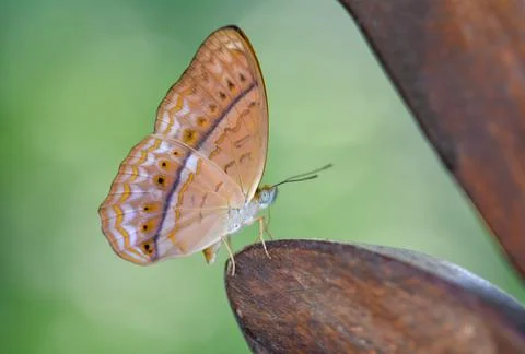 Butterfly Stock Photos