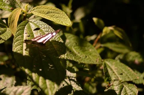 Butterfly Stock Photos