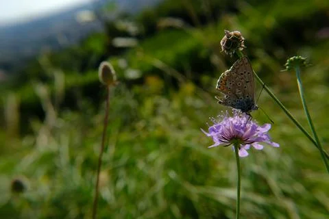 Butterfly Stock-Fotos