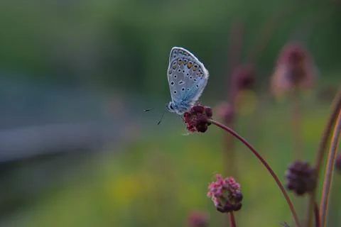 Butterfly Stock-Fotos