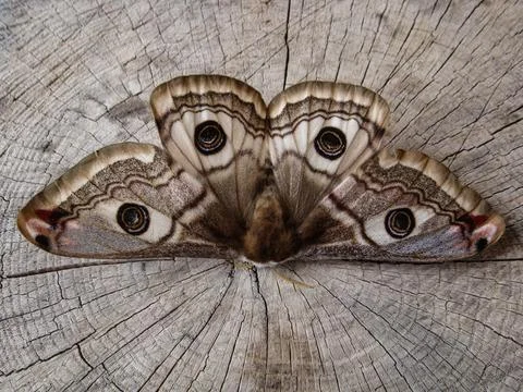 Butterfly Stock Photos