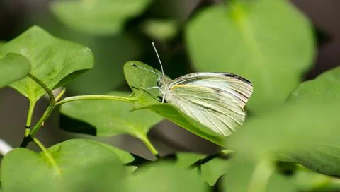 Butterfly Stock Photos