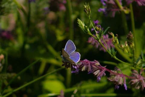 Butterfly Stock Photos