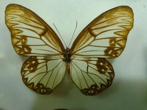 Butterfly 스톡 사진