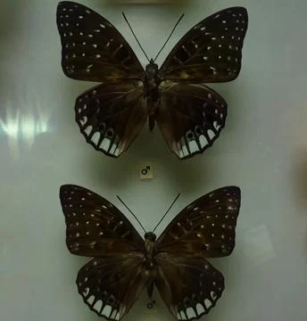 Butterfly 스톡 사진