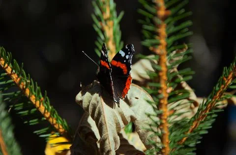 Butterfly Stock Photos