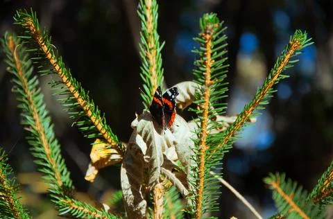 Butterfly Stock Photos