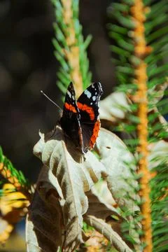 Butterfly Stock Photos
