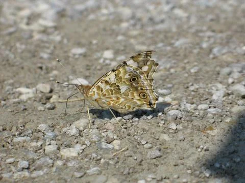 Butterfly Stock-Fotos