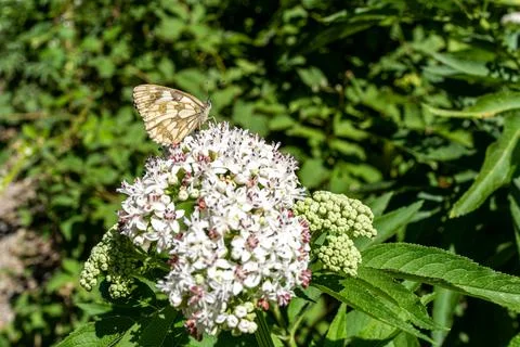 Butterfly Stock Photos