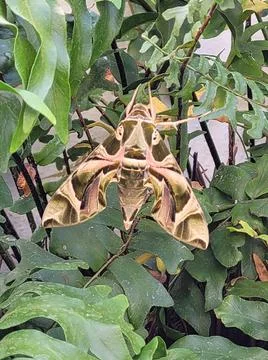 Butterfly Fotos de archivo