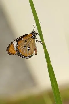 Butterfly Stock Photos