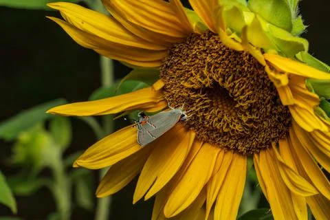 Butterfly Stock Photos