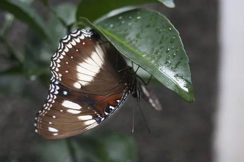 Butterfly Stock Photos