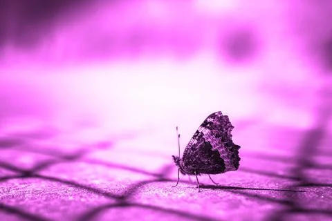 Butterfly Stock Photos