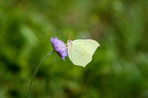 Butterfly Stock Photos
