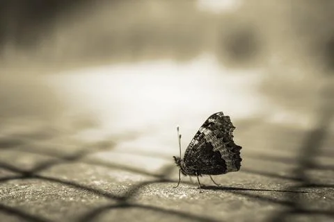 Butterfly Stock Photos