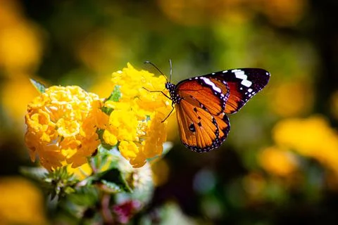Butterfly  Stock Photos