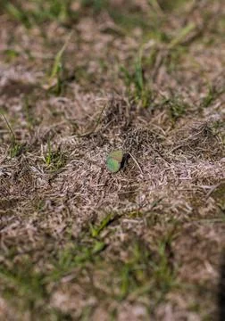 Butterfly 스톡 사진