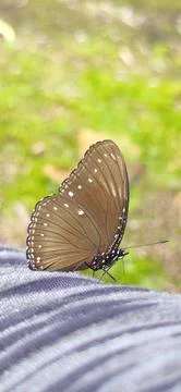 Butterfly Stock Photos