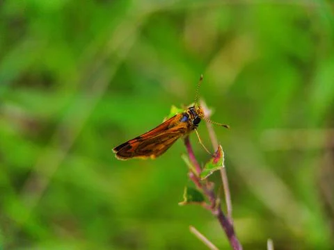 Butterfly Foto stock