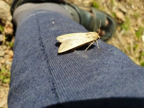 Butterfly Stock Photos