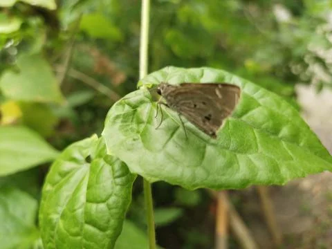 Butterfly Stock Photos