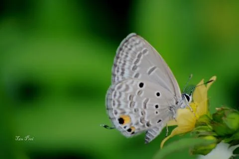 Butterfly Stock Photos