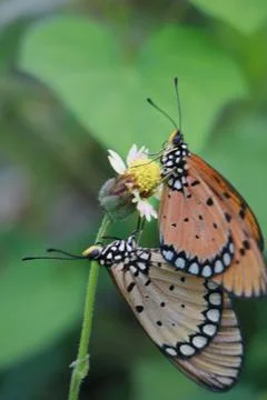 Butterfly Stock Photos