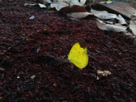 Butterfly Stock Photos