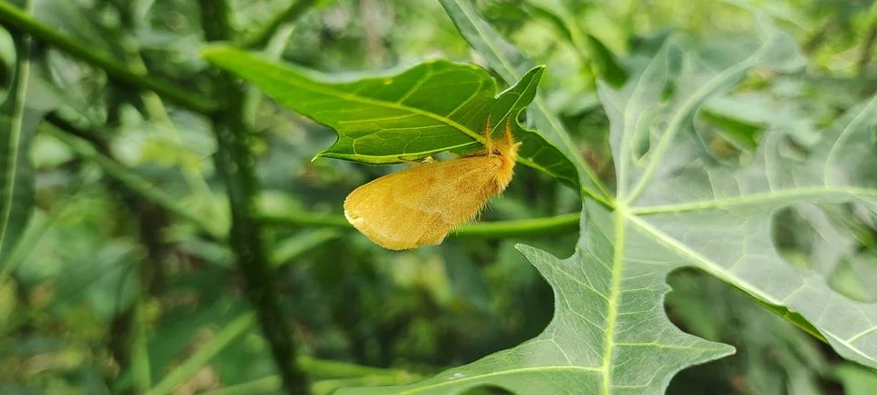 Butterfly Stock Photos